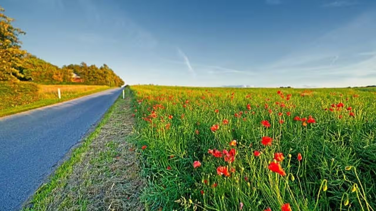 Aloe Vera Gel: How It Revives Drooping Roadside Plants