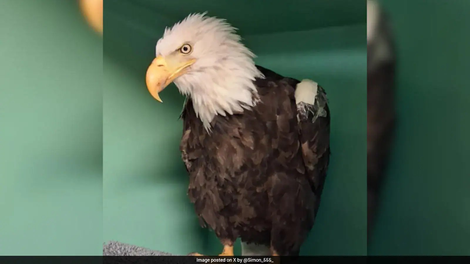 Bird Flu Hits California Bald Eagle; What It Means for Your Health
