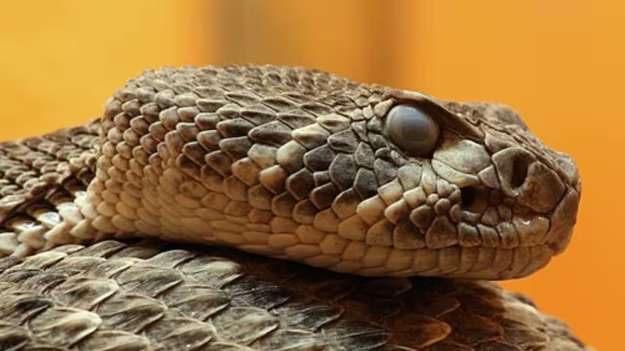 Tremblay Family Calls Sheriff’s Line to Safely Remove 30‑Minute Rattlesnake in Gulf Cove
