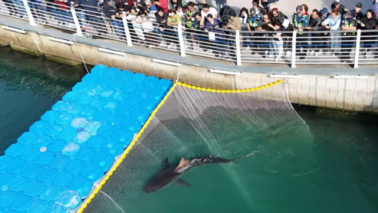 Busan Rescuers Fail to Release 10‑ft Dusky Shark, It Returns to Canal