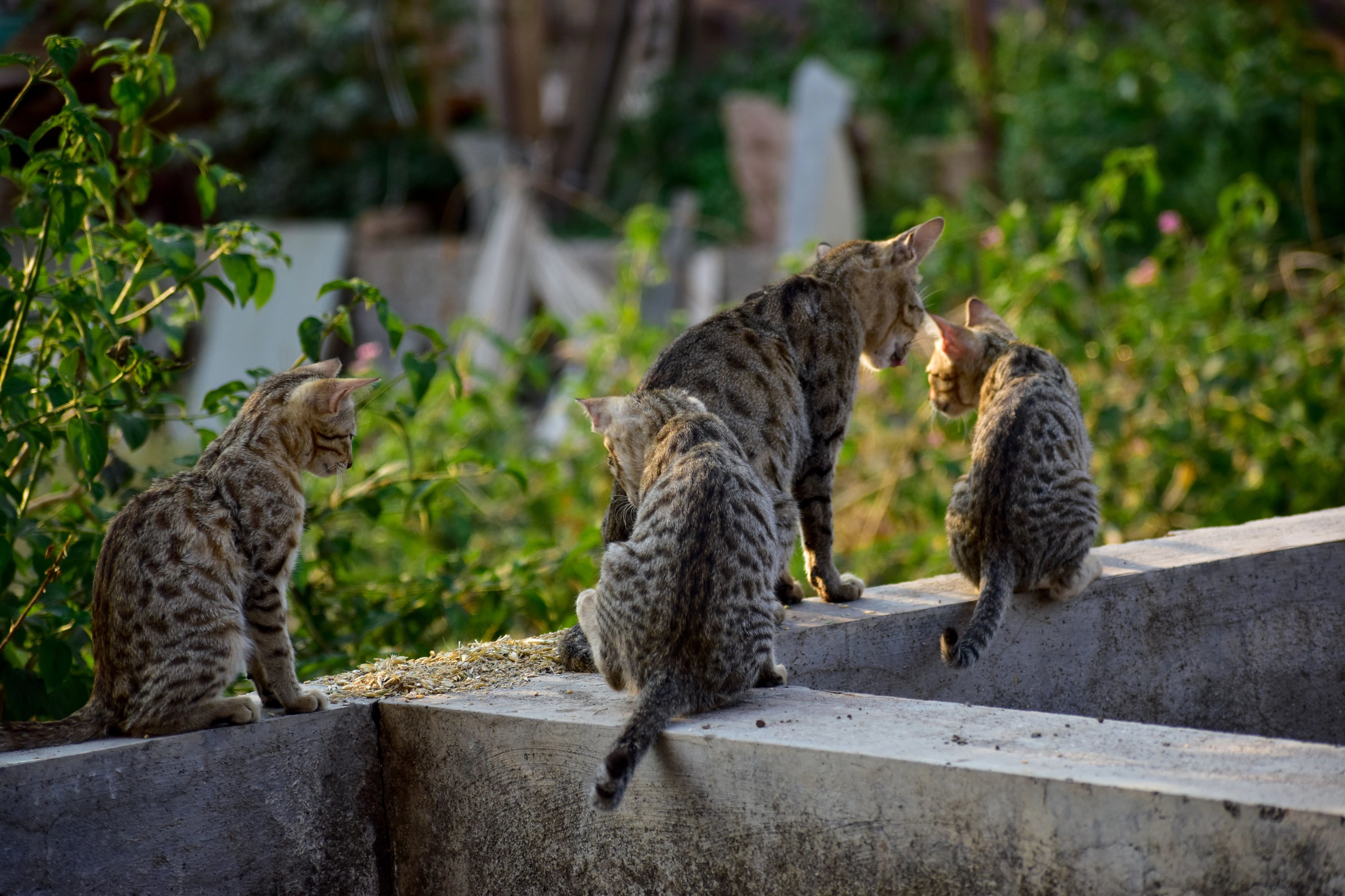 Ho Chi Minh City Police Arrest 12 Men for Stealing 2,700 Cats
