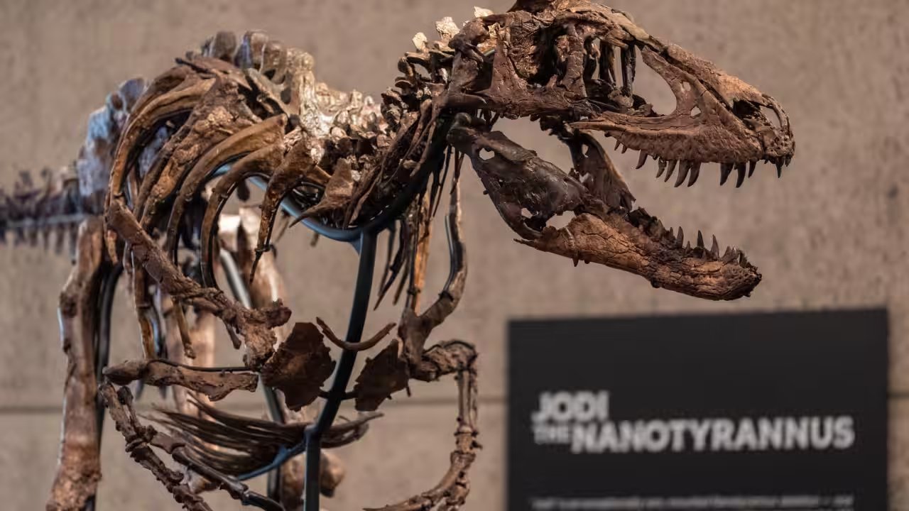 Sotheby's Unveils $9M Nanotyrannus Skeleton for Auction in Manhattan