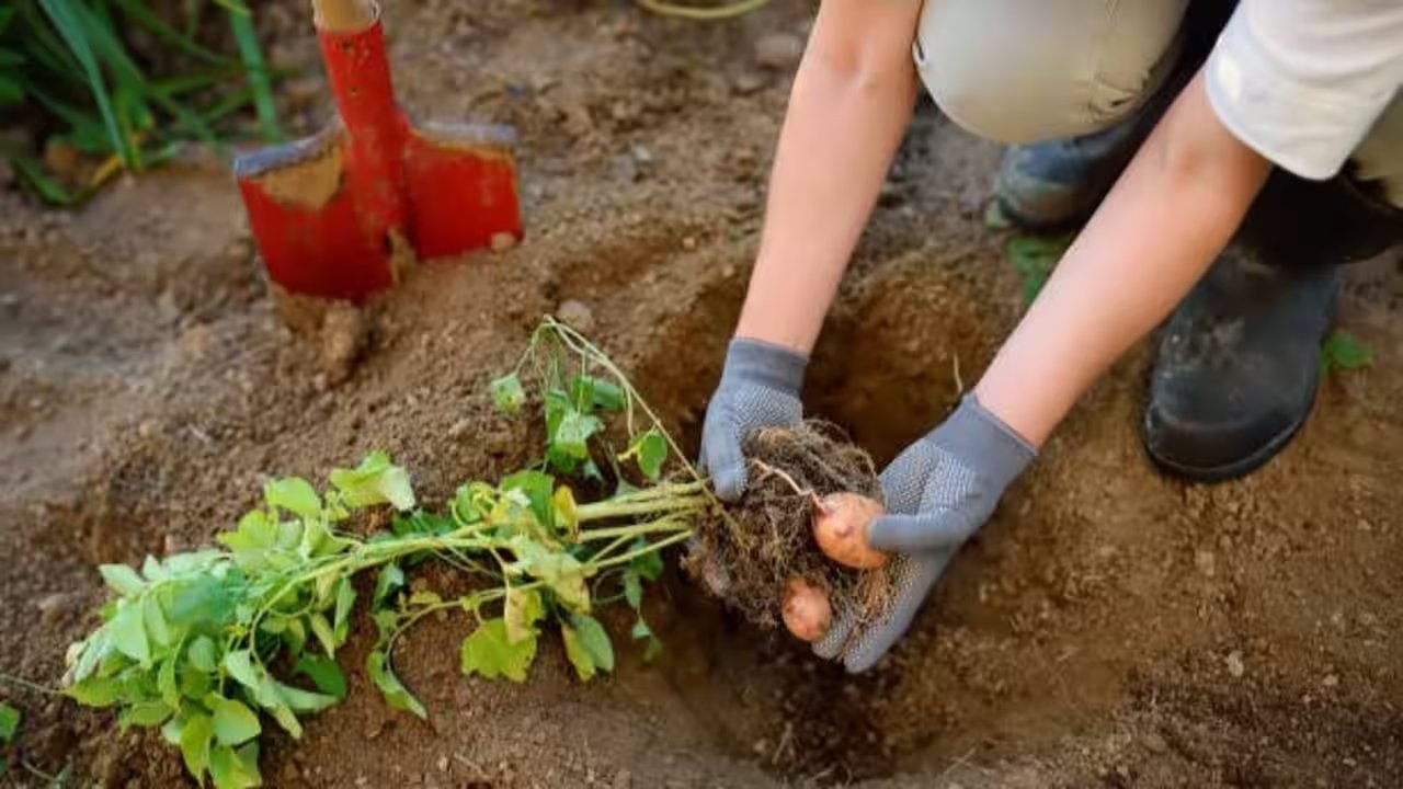 Plant Potatoes in October for a Bigger, Healthier Winter Harvest