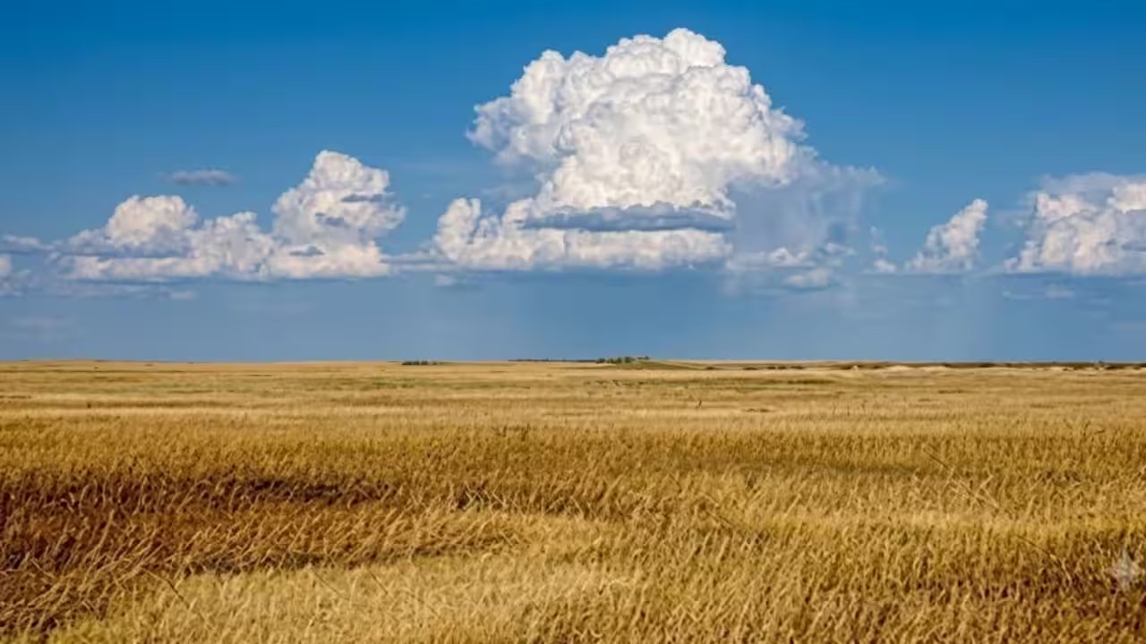 Illinois Prairie Project Yields 70% Species Survival After 15 Years