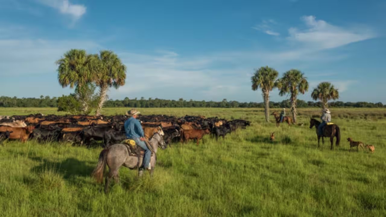 Florida Grants $6.52M Conservation Easement for 1,034-Acre Limestone Creek Ranch
