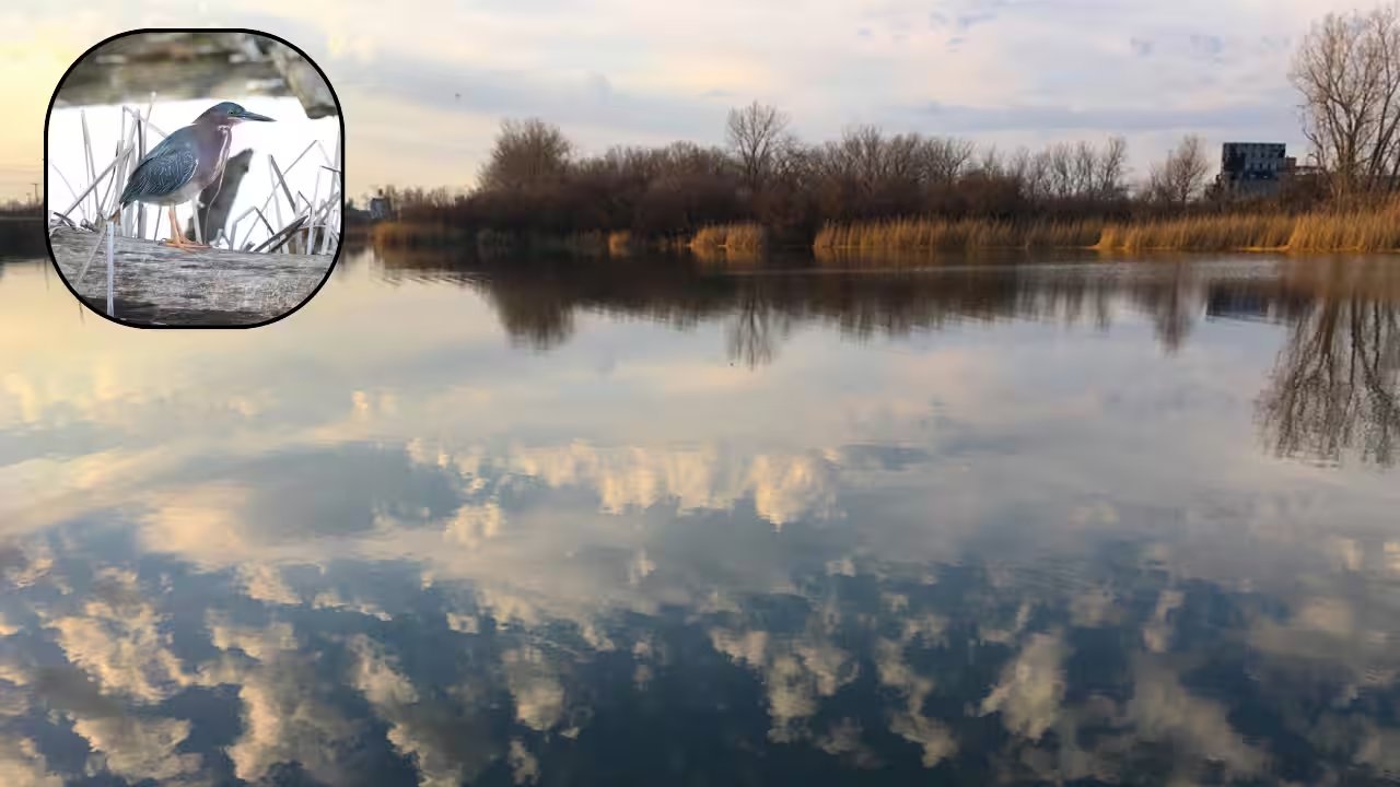Buffalo’s Tifft Preserve Celebrates 50 Years, Hosting 260 Bird Species