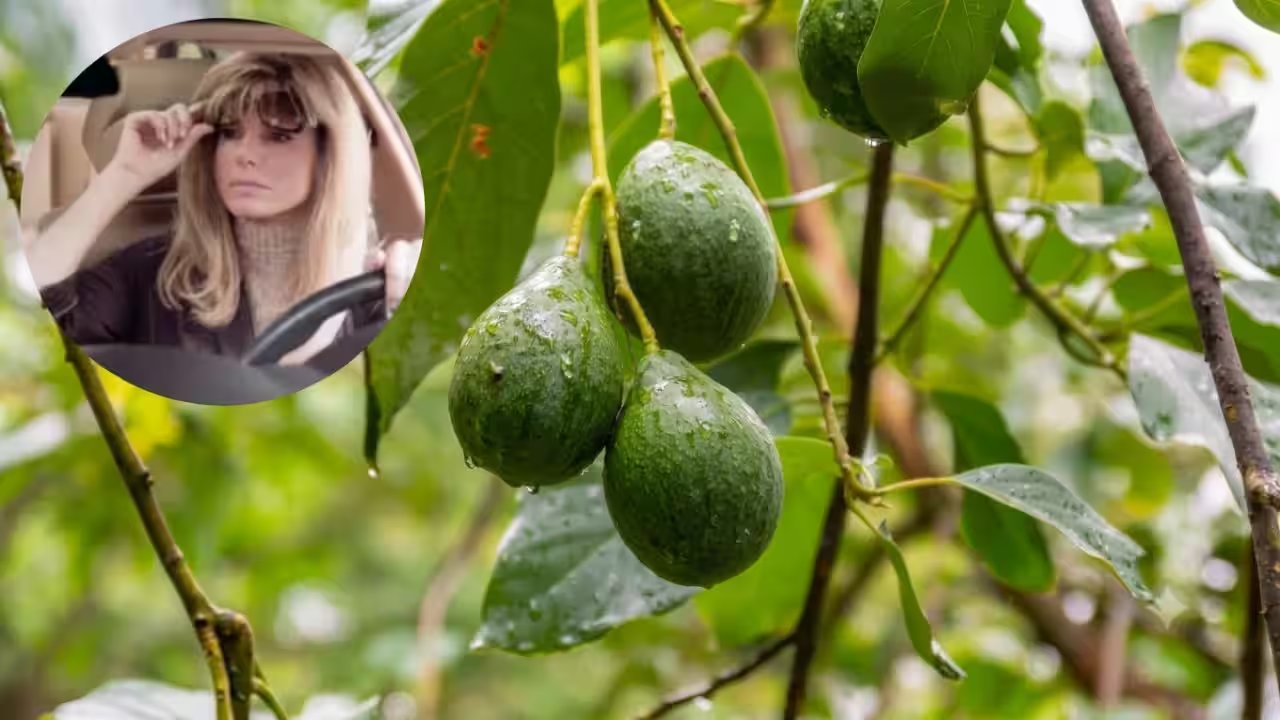 Sandra Bullock Sells 91-Acre Avocado Ranch in San Diego for $5.6 Million