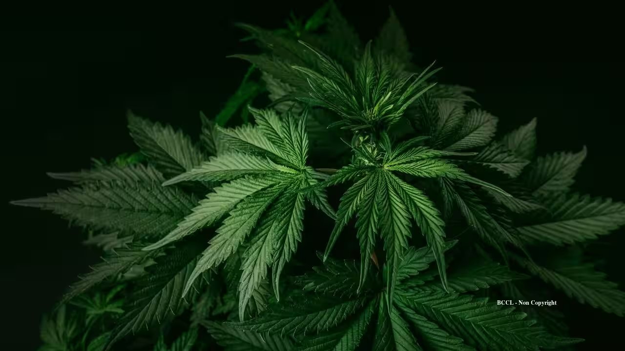 Humboldt County Settles $1M Cannabis Fine Against Thomas Couple, Reforms Enforcement