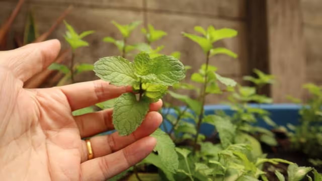 Grow Mint Indoors for Fresh DIY Facial Mist & Hair Rinse at Home