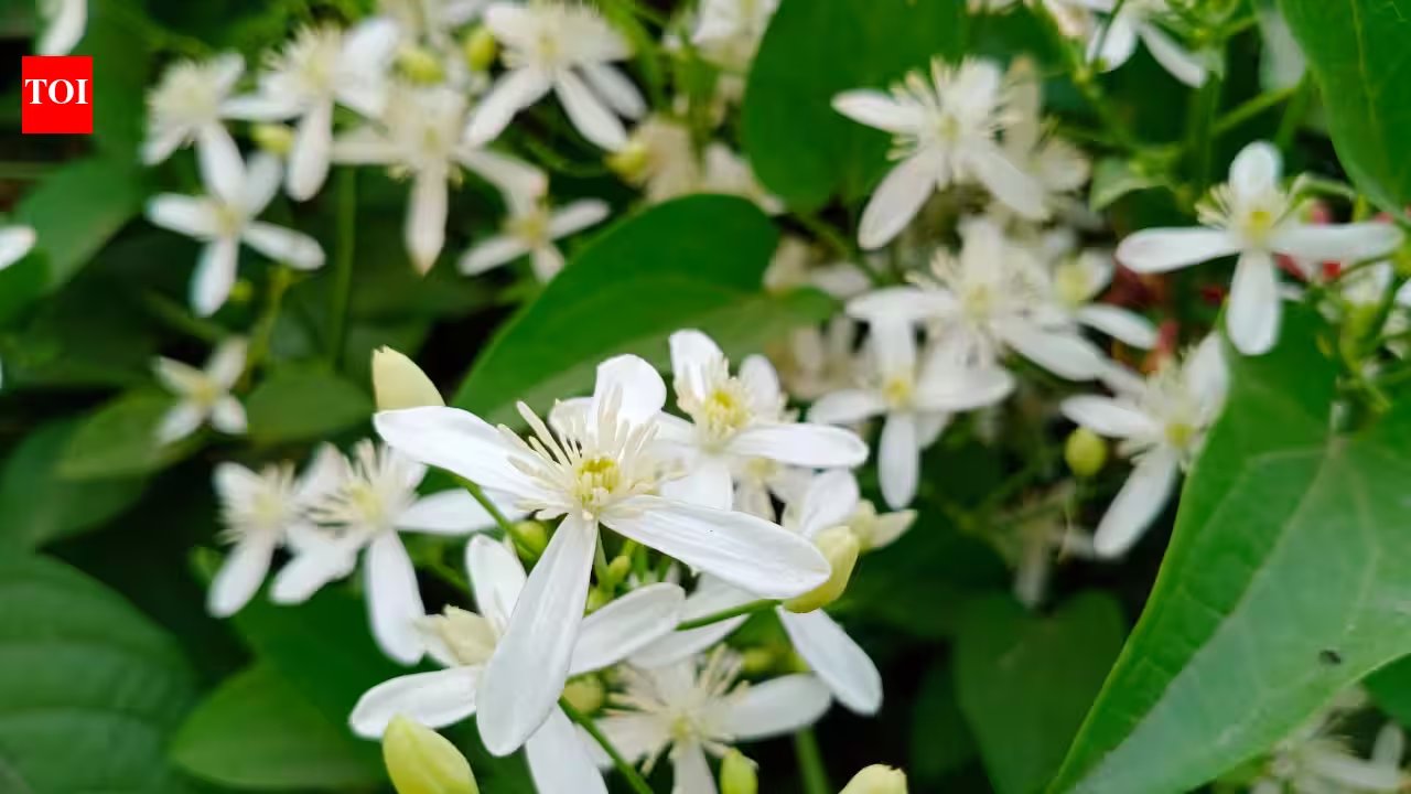 How to Grow Fragrant Raat Ki Rani in a Pot for Winter Nights
