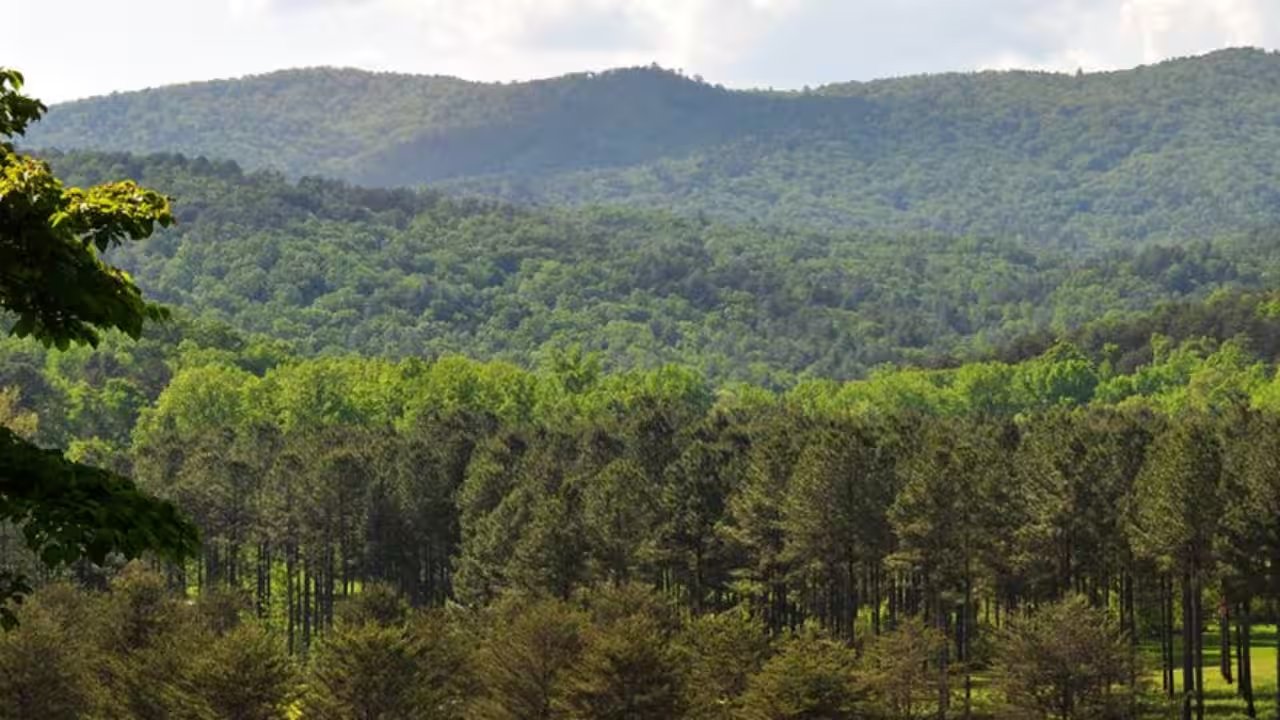 Nonprofits Buy 8,000 Acres in S.C. for $34.2 Million to Block Development