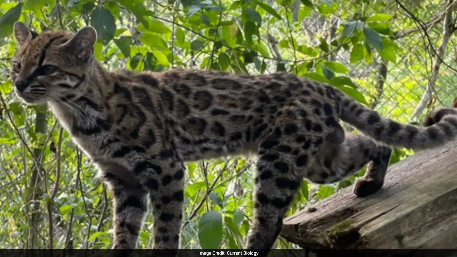 Bolivia Scientists Name First New Felid in 100 Years: Leopardus tilcayo