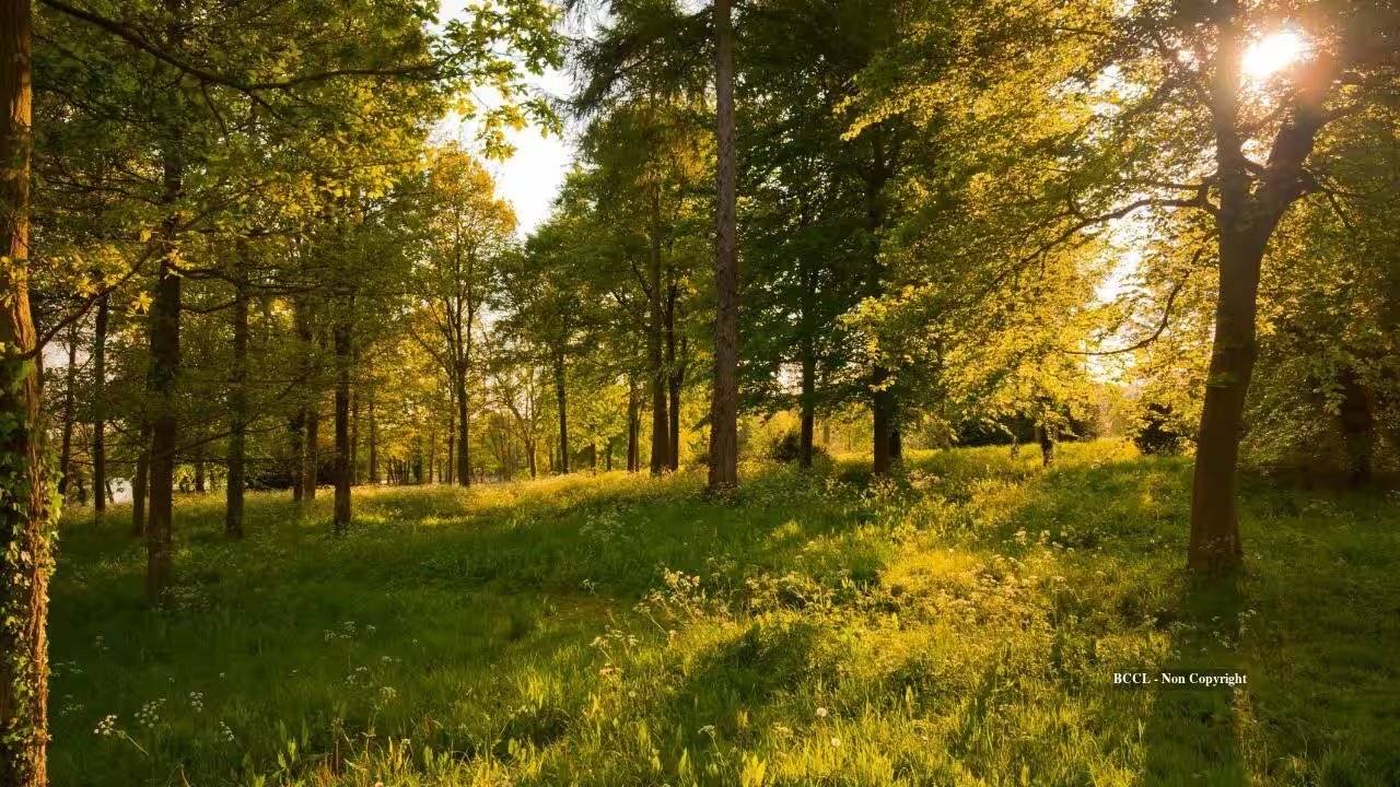 Chicago Couple’s 126-Acre Illinois Property Becomes Public Preserve After Decades of Restoration