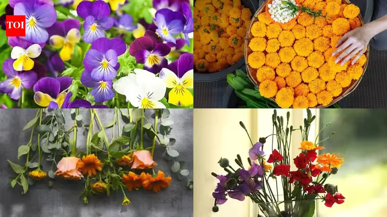 Sow These Five Easy Flowers in Mid-October for a Colourful Winter Garden