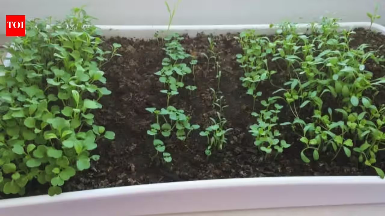 Grow Palak, Methi, and Coriander Together in One Rectangular Bag in 4 Steps