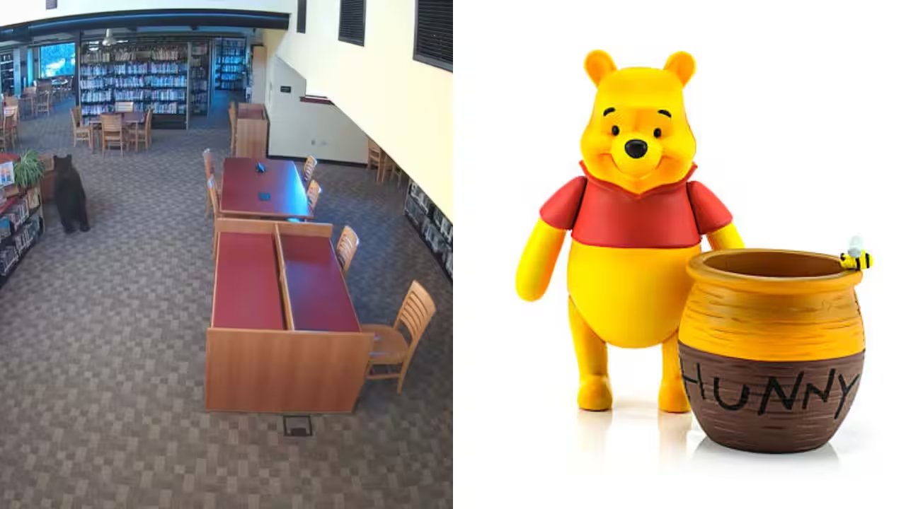 California Black Bear Raids Library Snacks on Winnie-the-Pooh’s Centenary