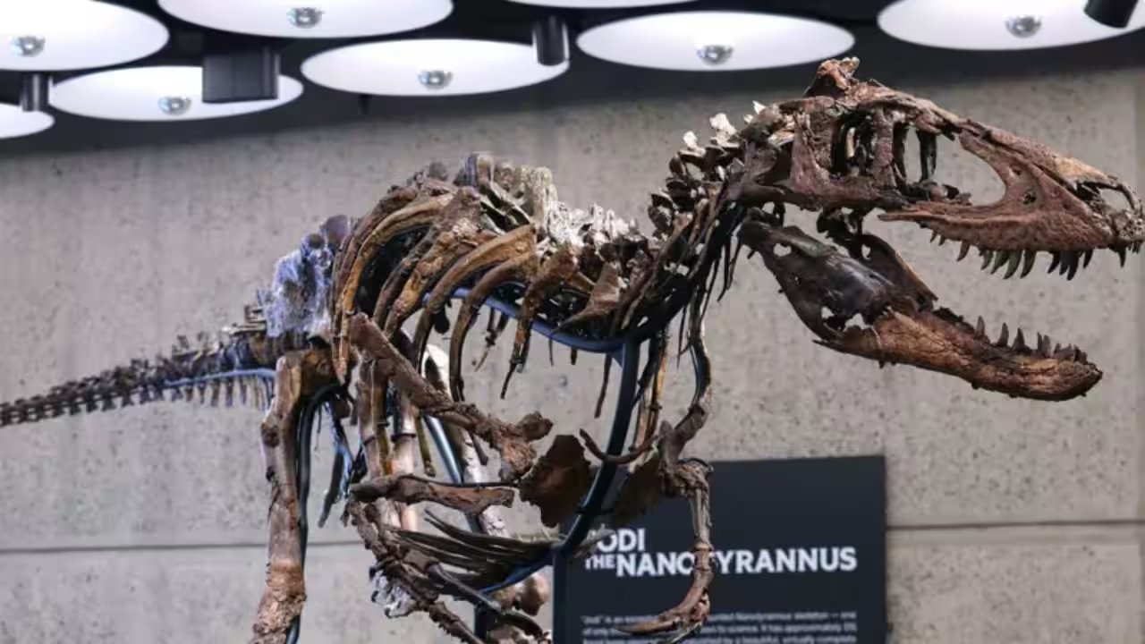 Sotheby's sells Montana fossil Jodi for $47.3 million in New York