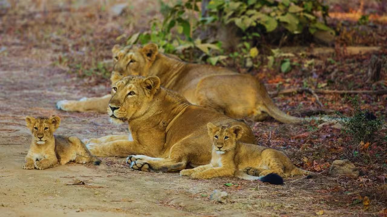 Barda Sanctuary’s Lion Return Inspires a Fresh Nature‑Infused Skincare Routine