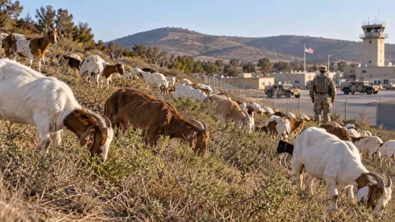 Marine Corps Air Station Miramar Deploys 471 Goats to Cut Wildfire Fuel