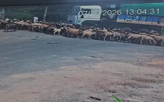 Gujarat Truck Kills 25 Sheep and Goats on Maliya-Miyana Highway