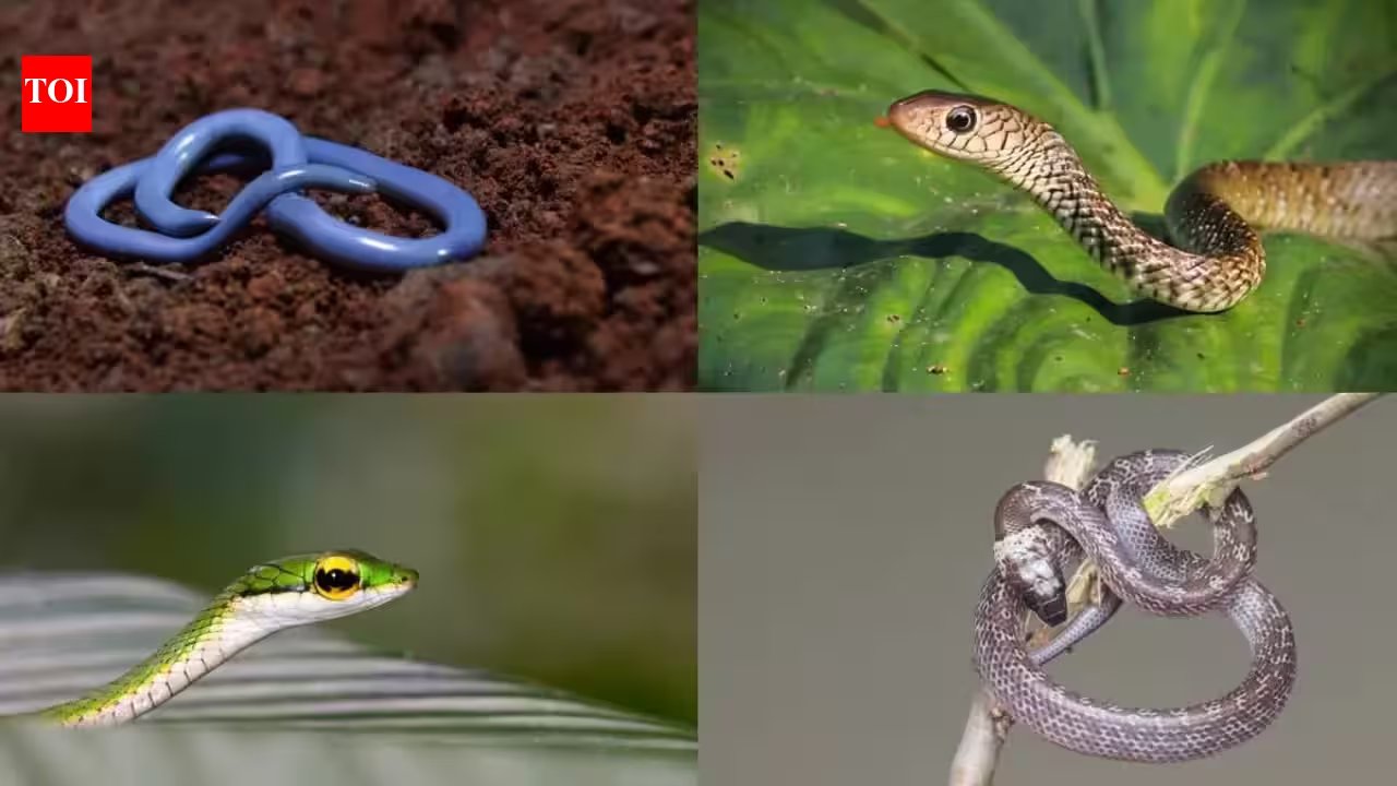5 Sneaky Snakes Lurking in Your Houseplants — Spot Them Before They Sneak In