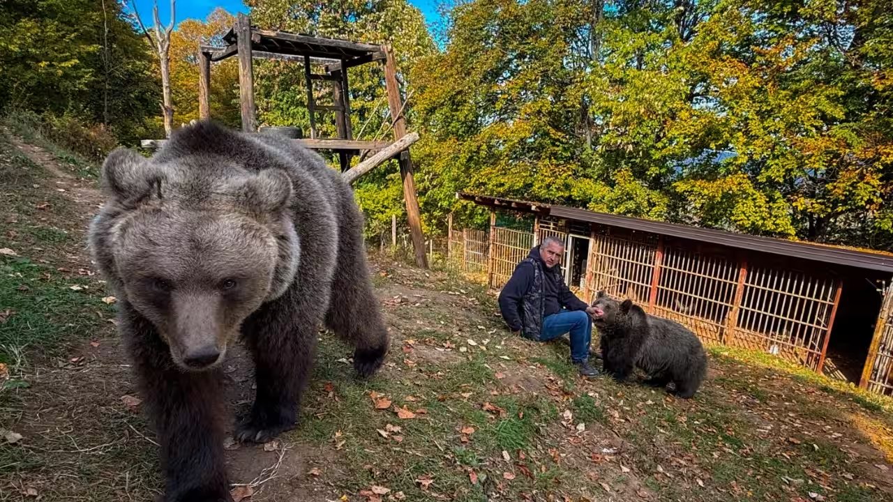Bosnian Electrician Petar Tubic Turns Mount Ozren Home into Bear Sanctuary for 150‑kg Masa