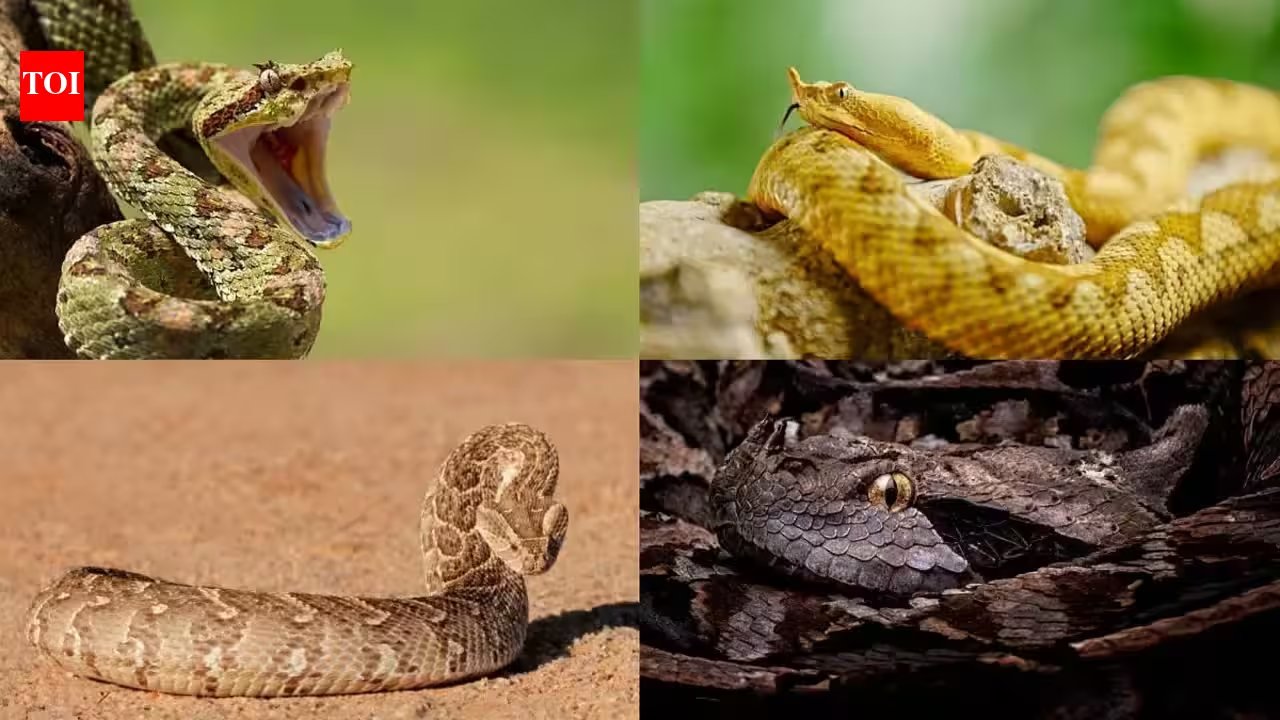 Gaboon Viper‑Inspired Serum: 5 Ingredients That Camouflage Dark Spots