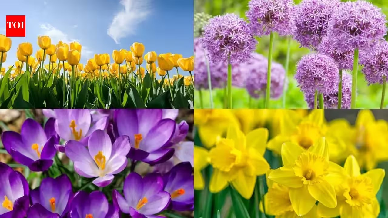 Plant Tulip, Daffodil, Hyacinth, Crocus, and Allium Bulbs in October for Spring Bloom
