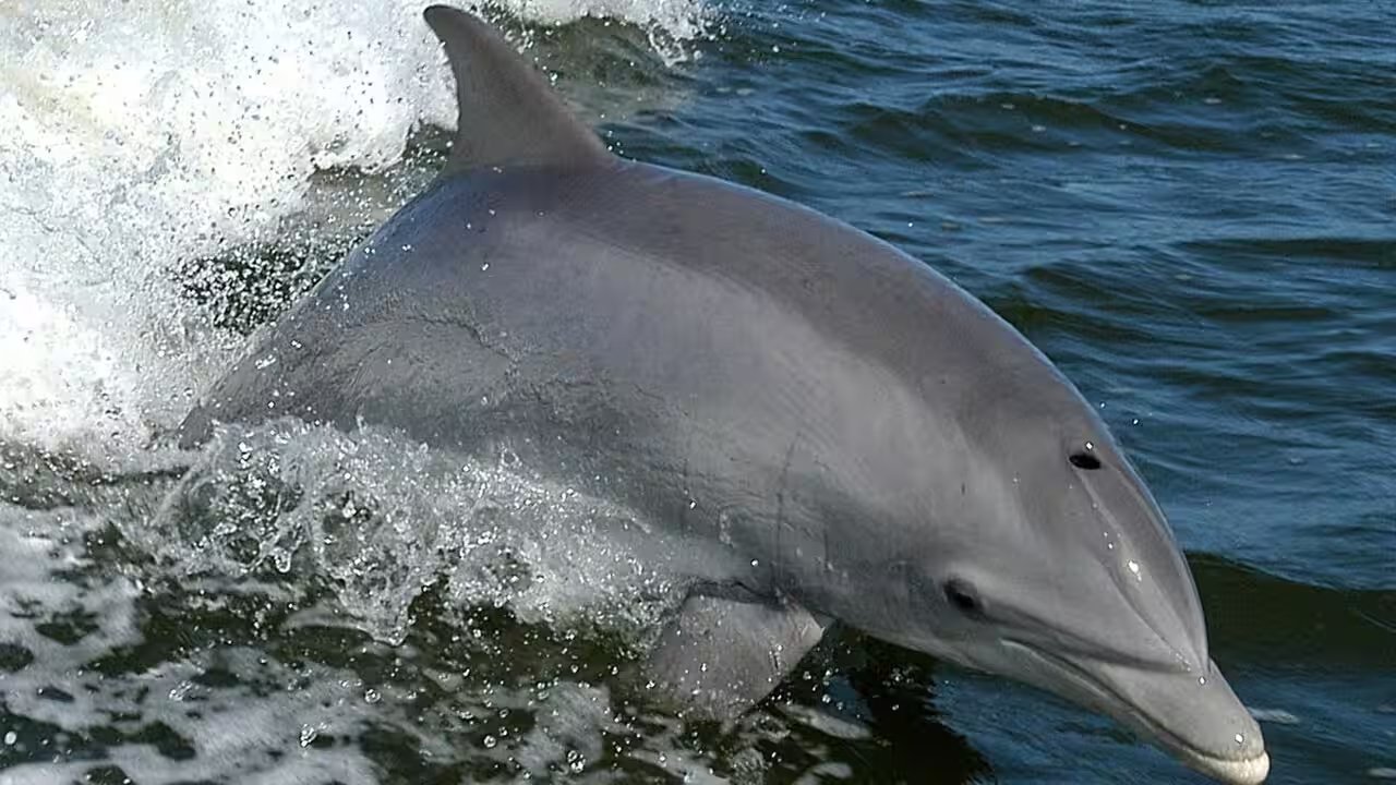 France Pays 25 Francs Per Dolphin in 1865, First Recorded Bounty