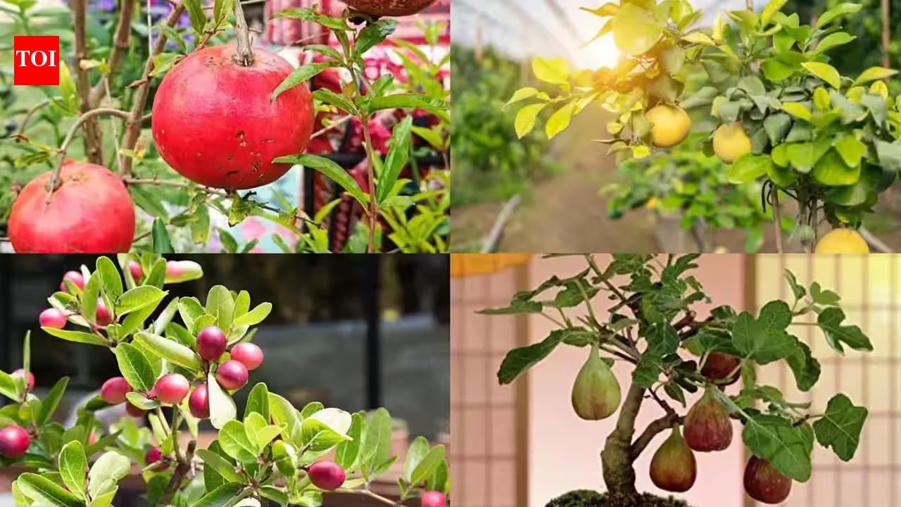 Grow a Lemon Tree in a 12‑inch Pot for Year‑Round Fresh Squeezes