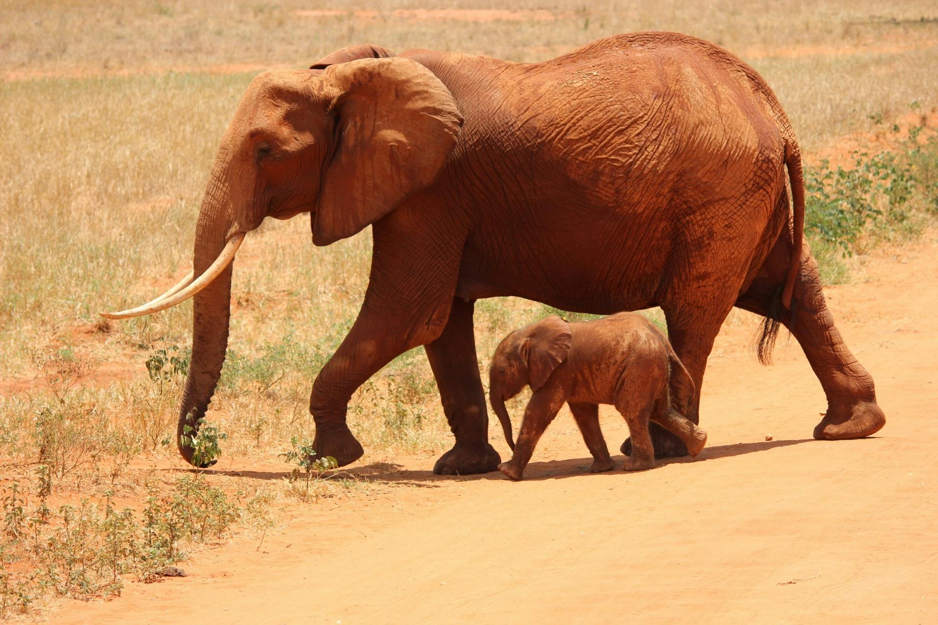 Botswana Kills 23 Elephants for Independence Feast, Sparking Outcry