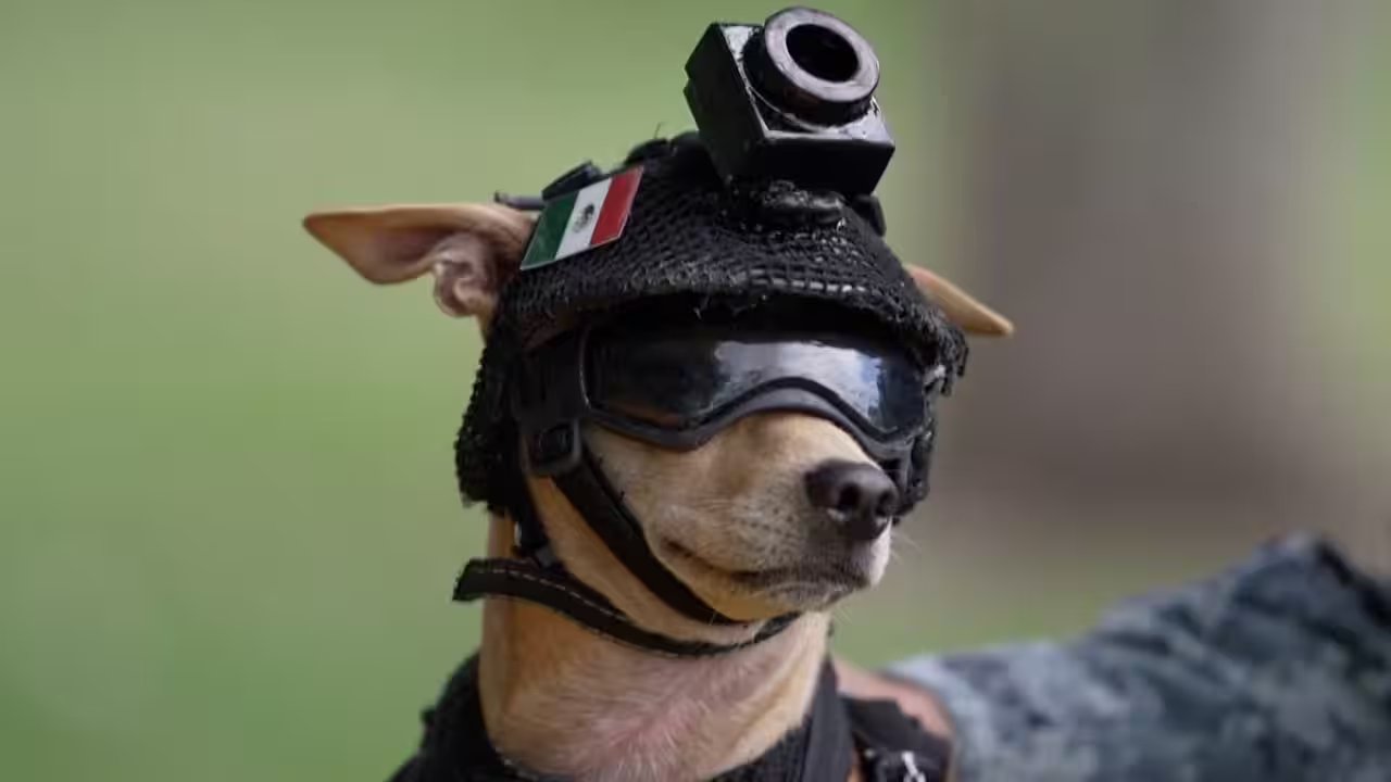 Mexico’s National Guard Enlists Chihuahua Comando for 7‑kg Search‑and‑Rescue Training