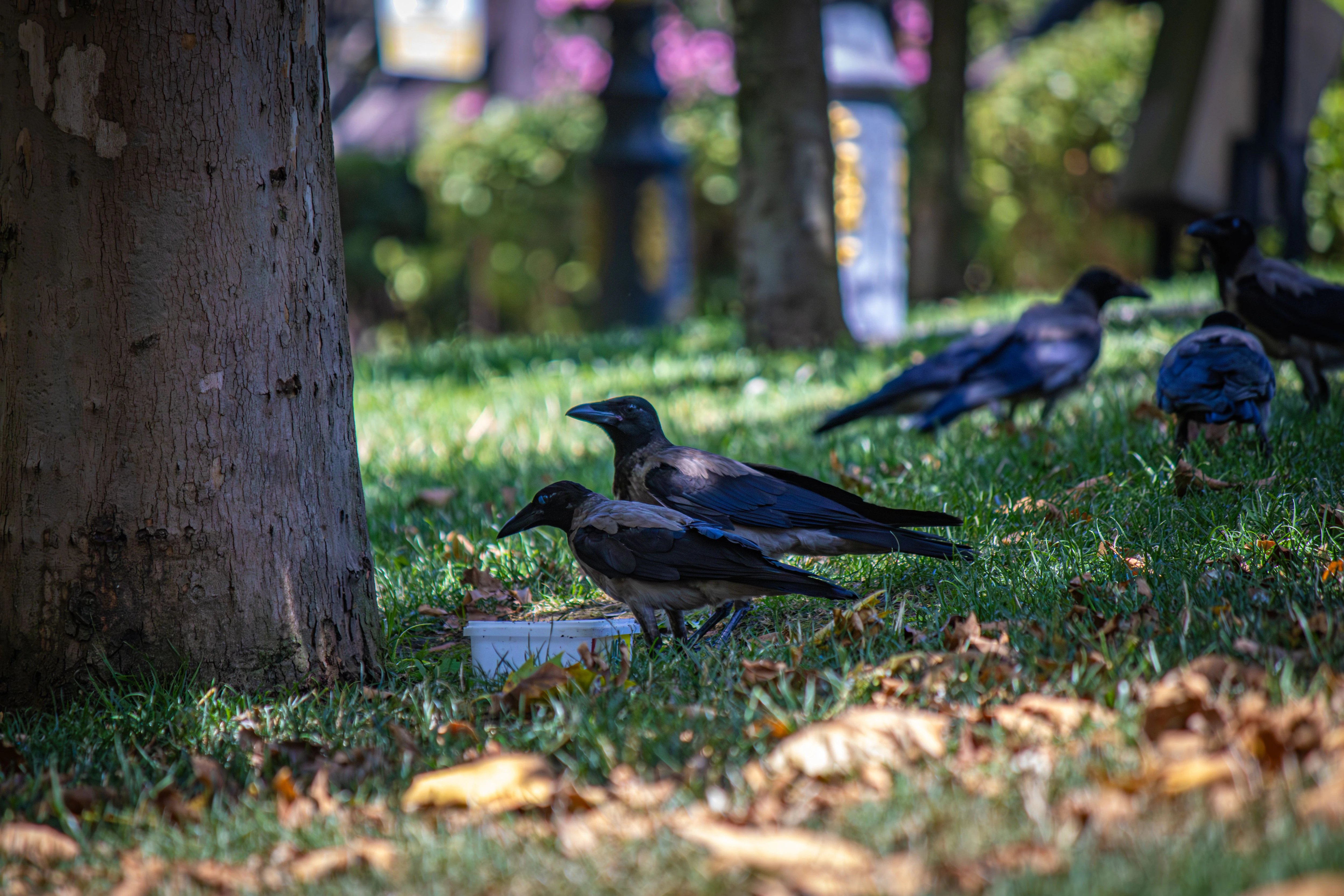Naloxone Saves Crows From Drug Overdose in Prince George: What It Means for Human Safety
