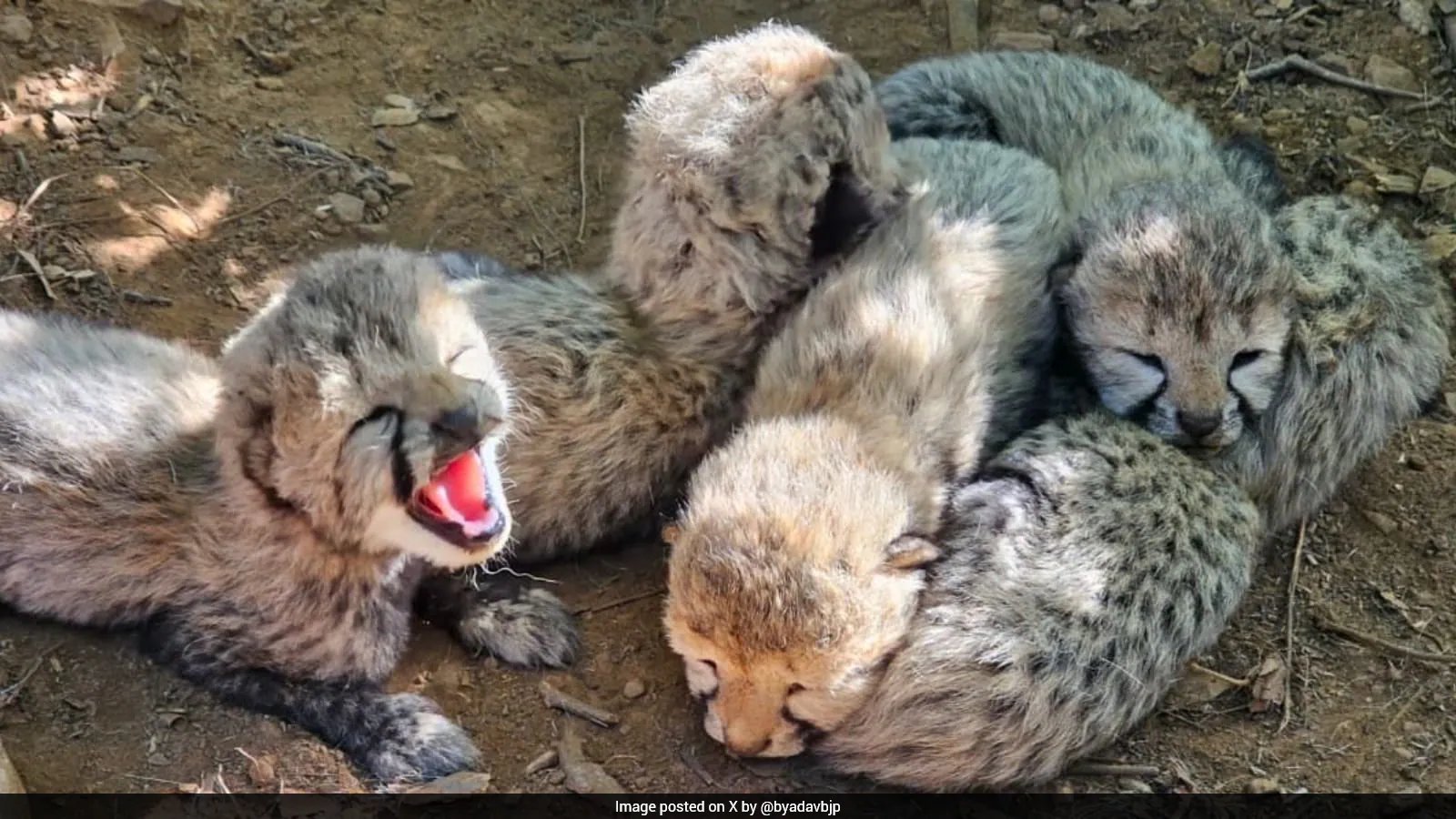 KJP21 Cheetah Gives Birth to Five Cubs, Raising India's Population to 60