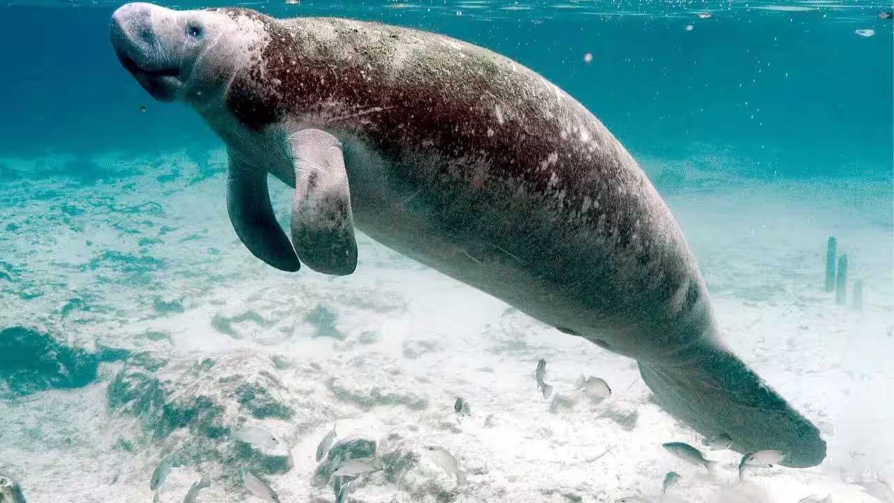 Eleventh Circuit Remands Florida Manatee Case After Federal Rule Changes Harm Definition