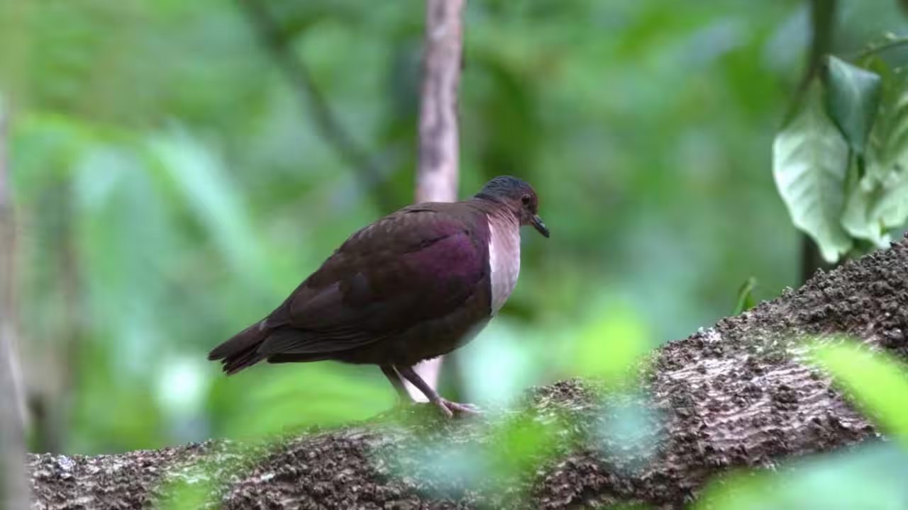 Samoan Ministry Eradicates Invasive Rats, Pigs on Nu’utele in 130‑Day Campaign