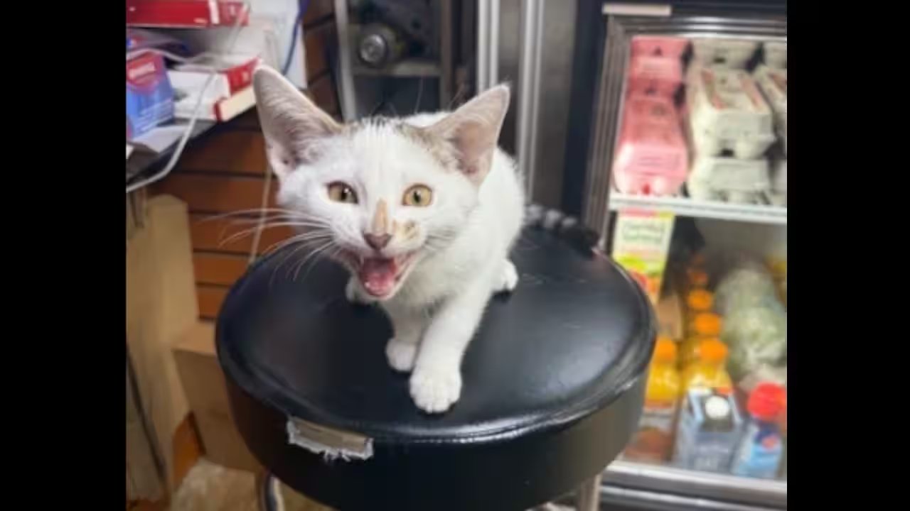 Brooklyn Bodega Cat Jabal Returned After $500 Reward; Woman Held