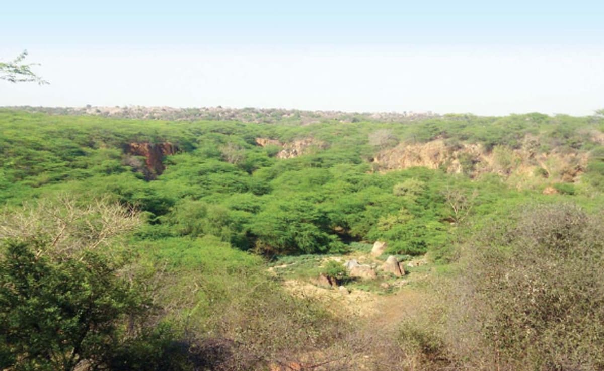 Delhi Grants Reserved Forest Status to 1,000 Acres of Southern Ridge on Saturday