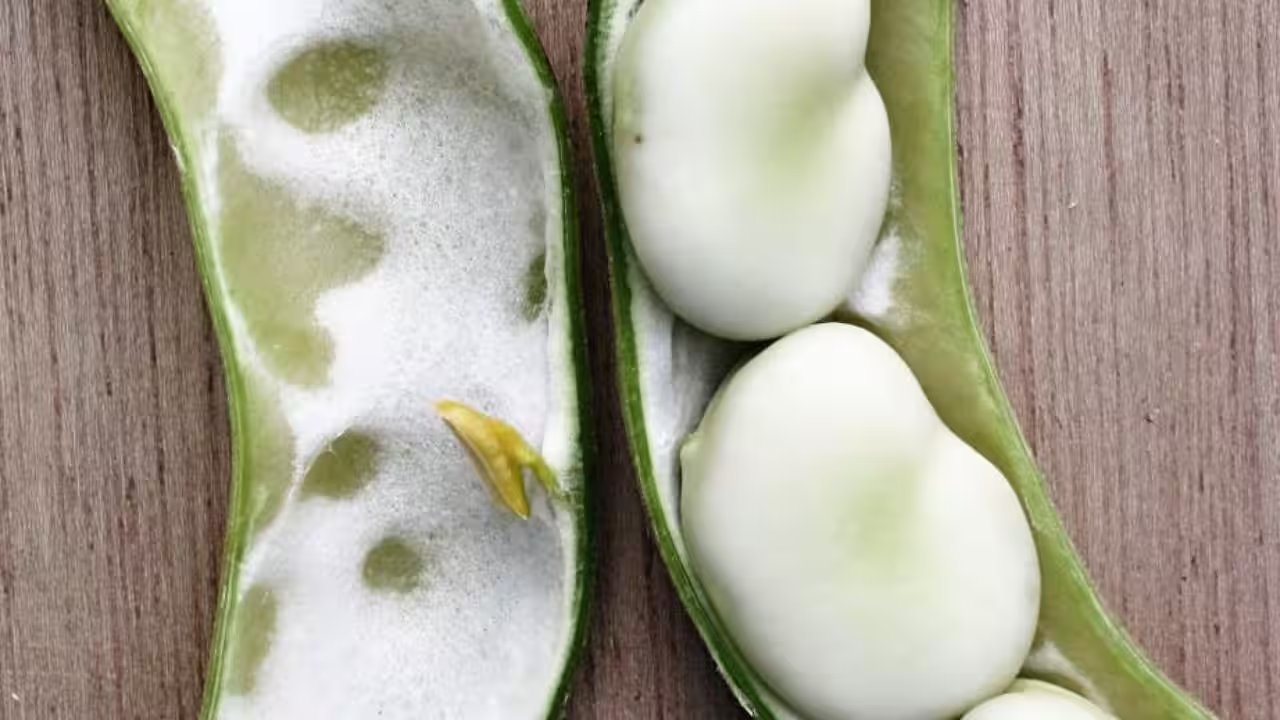 Somerset Burge Family’s 1875 Grandfather Bean Joins National Heritage Seed Library