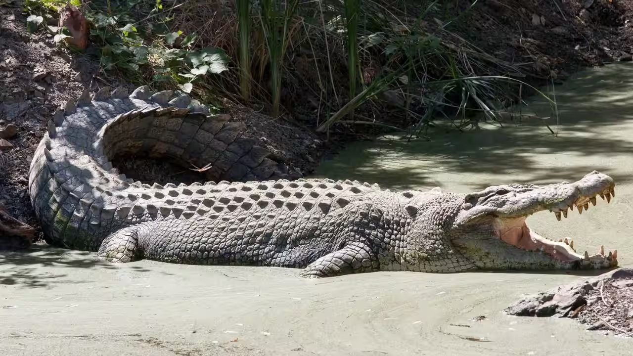 Singapore Charges Reservoir Worker for AI Crocodile Hoax That Shut Down Pandan Lake