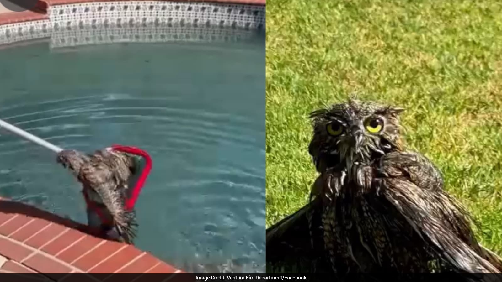 Ventura County Firefighters Rescue Owl From Backyard Pool Using Leaf Skimmer