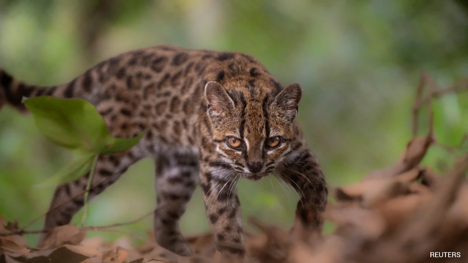 Bolivia's 'Tilcayo' Cat Becomes First New Feline Species Named in Century