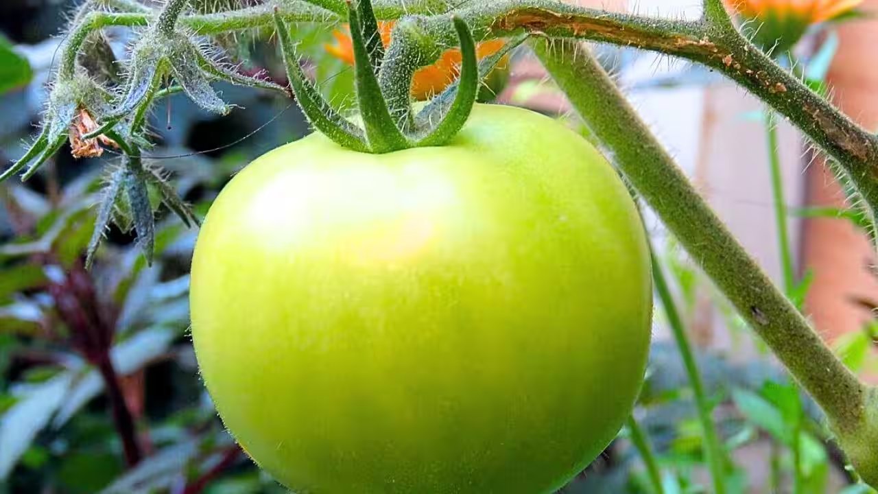 Ripen Green Tomatoes at Home to Make a Fresh DIY Tomato Face Mask