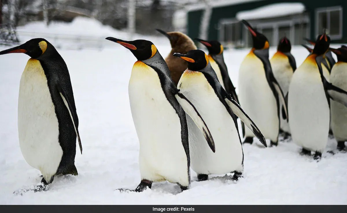 British Antarctic Survey Finds 63% Decline in Zavodovski Chinstrap Penguins, Calls for IUCN Redesignation
