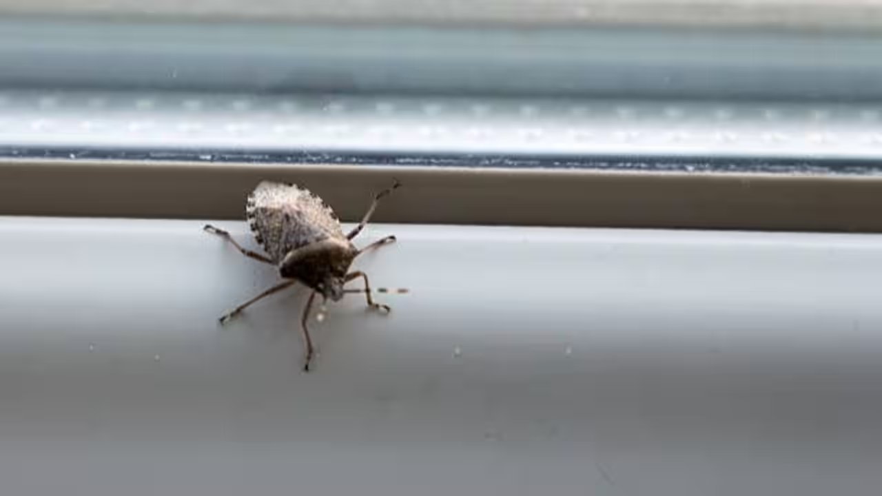 Silicone Caulk: The Secret to a Stinkbug‑Free Home