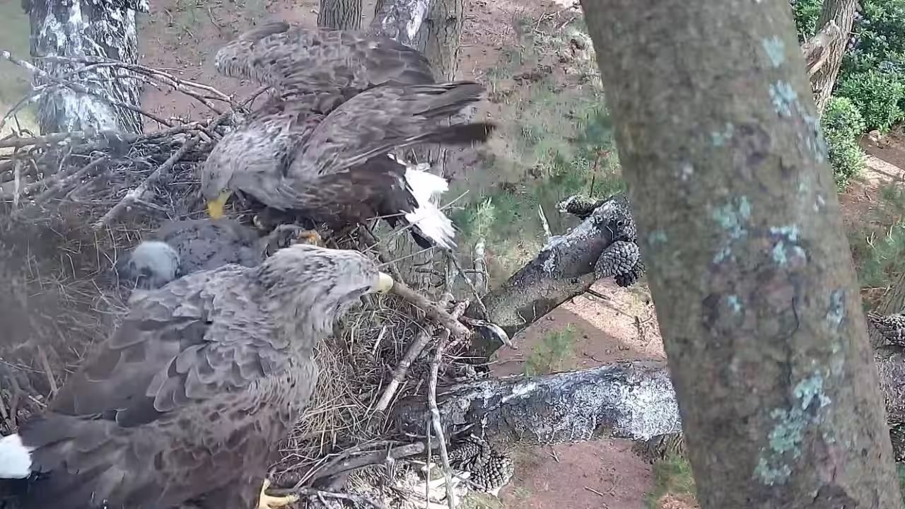England’s White-Tailed Eagles Return After 240 Years, 9 Wild-Born Chicks Fledge