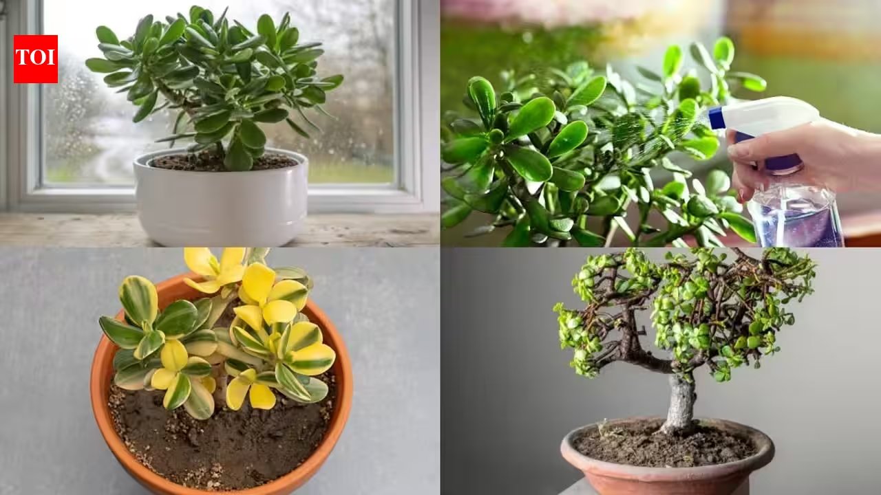 In India, Jade Plant Care: 5 Simple Winter Tips to Keep Leaves Glossy