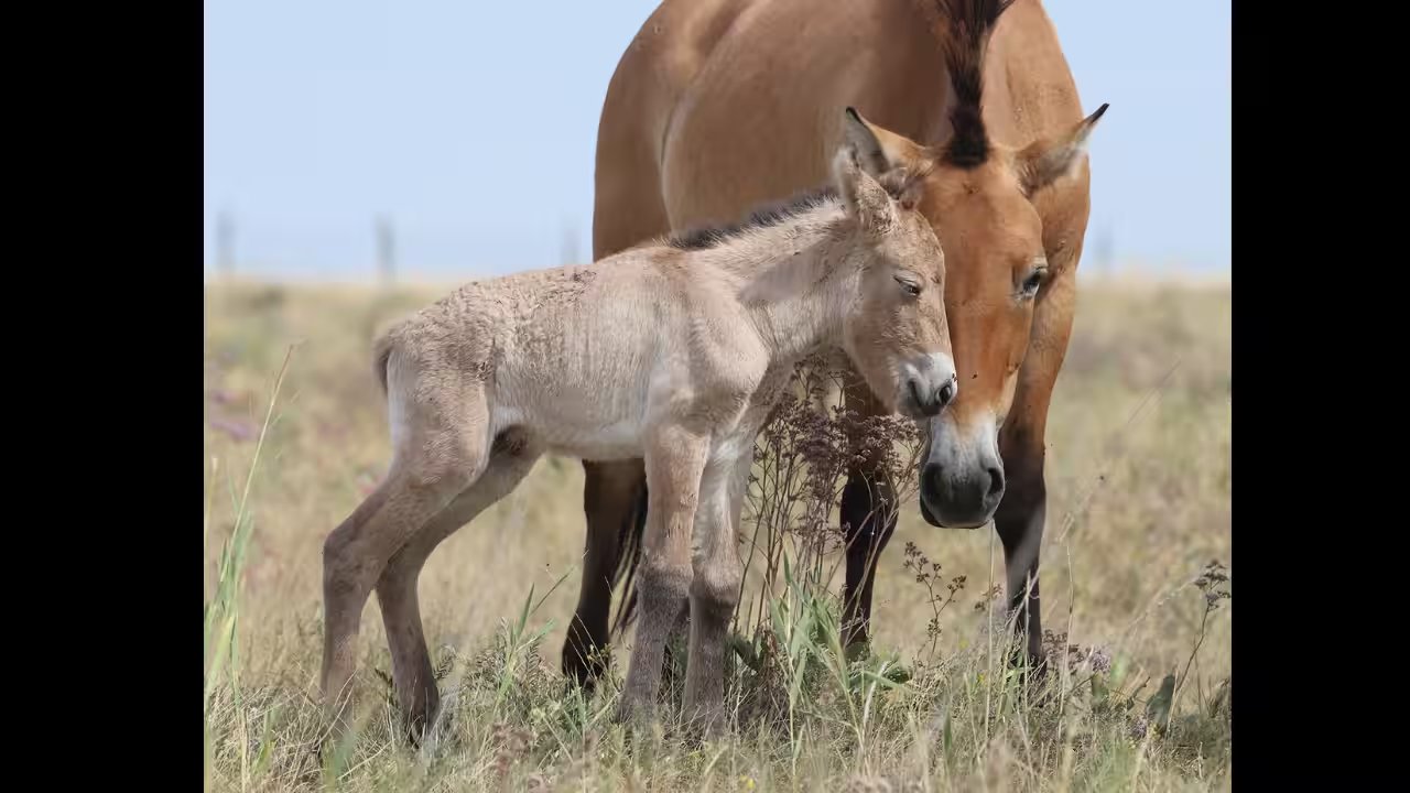 Kazakhstan Welcomes First Przewalski’s Foals in 200 Years, Born on 22 August
