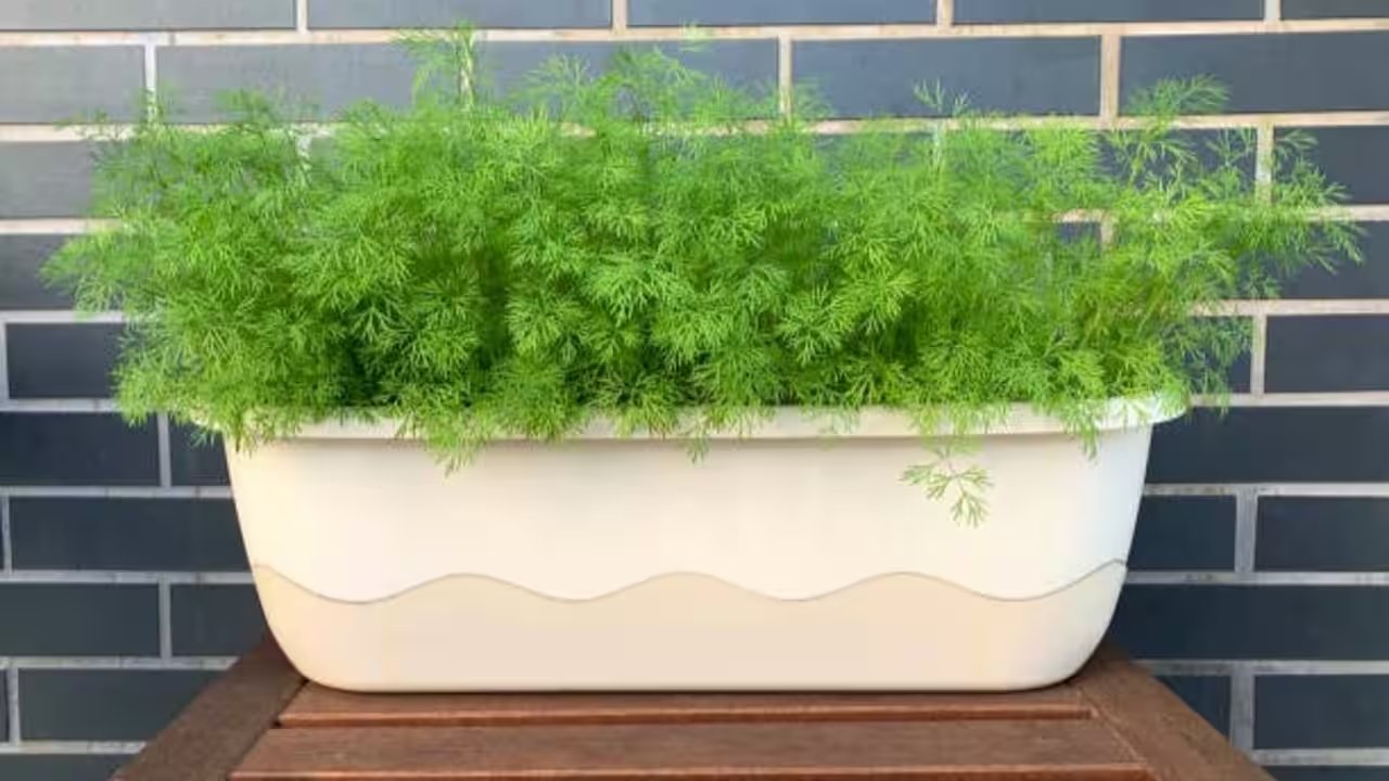 Delhi's Dill Herb: Bright Skin, Strong Hair Daily