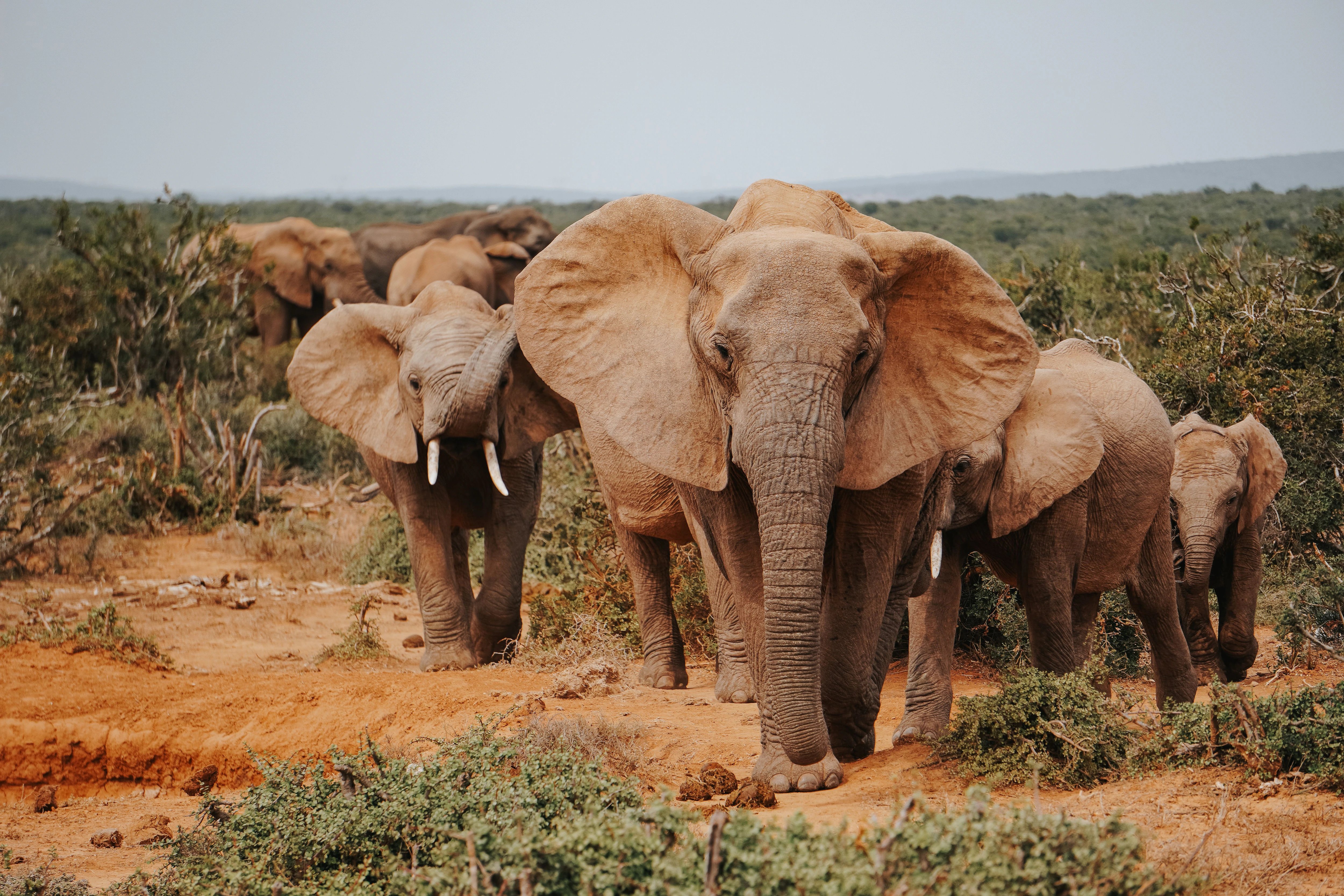 Poacher Found Dead After Kruger National Park Elephant Encounter Ends Hunt